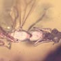 Rare Three Queen Ants Biting Mealy Bug In Dominican Amber