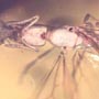 Rare Three Queen Ants Biting Mealy Bug In Dominican Amber