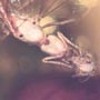 Rare Three Queen Ants Biting Mealy Bug In Dominican Amber