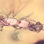 Rare Three Queen Ants Biting Mealy Bug In Dominican Amber