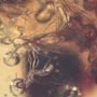 Rare Three Queen Ants Biting Mealy Bug In Dominican Amber
