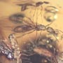 Rare Three Queen Ants Biting Mealy Bug In Dominican Amber