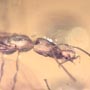 Rare Three Queen Ants Biting Mealy Bug In Dominican Amber