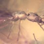 Rare Three Queen Ants Biting Mealy Bug In Dominican Amber