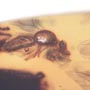 Rare Three Queen Ants Biting Mealy Bug In Dominican Amber
