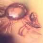 Rare Three Queen Ants Biting Mealy Bug In Dominican Amber