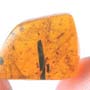 Rare Tick In Dominican Amber