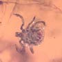 Rare Tick In Dominican Amber