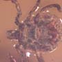 Rare Tick In Dominican Amber