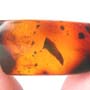 Rare Tick In Dominican Amber