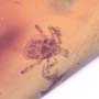 Rare Tick In Dominican Amber