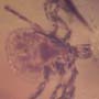 Rare Tick In Dominican Amber
