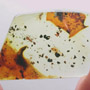 Rare Tick In Dominican Amber
