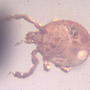 Rare Tick In Dominican Amber