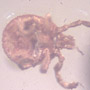 Rare Tick In Dominican Amber