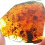 Rare Tick In Dominican Amber