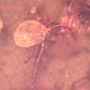 Rare Tick In Dominican Amber