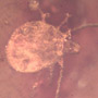 Rare Tick In Dominican Amber