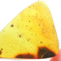 Rare Tick In Dominican Amber