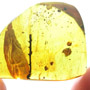 Rare Twig With Thorn In Dominican Amber