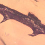 Rare Twig With Thorn In Dominican Amber