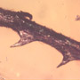 Rare Twig With Thorn In Dominican Amber