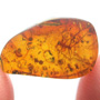 Rare Twig With Thorn In Dominican Amber.