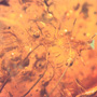 Rare Twig With Thorn In Dominican Amber