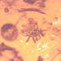 Rare Twig With Thorn In Dominican Amber