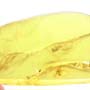 Rare Twisted Winged Parasite In Dominican Amber
