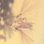 Rare Twisted Winged Parasite In Dominican Amber