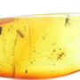 Rare Twisted Winged Parasite In Dominican Amber
