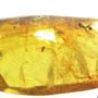 Rare Twisted Winged Parasite In Dominican Amber