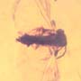 Rare Twisted Winged Parasite In Dominican Amber