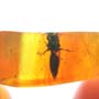 Rare Wasp With Fairy Fly Clinging On Its Leg In Dominican Amber