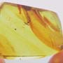Rare Webspinner In Dominican Amber