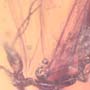 Rare Webspinner In Dominican Amber