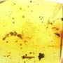 Rare Webspinner In Dominican Amber