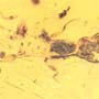 Rare Webspinner In Dominican Amber