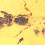 Rare Webspinner In Dominican Amber