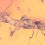 Rare Webspinner In Dominican Amber