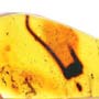 Rare Webspinner In Dominican Amber