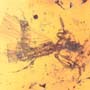 Rare Webspinner In Dominican Amber