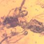 Rare Webspinner In Dominican Amber