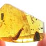 Rare Webspinner In Dominican Amber