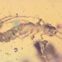 Rare Webspinner In Dominican Amber