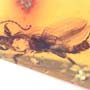 Rare Webspinner In Dominican Amber
