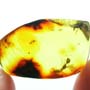 Rare Weevil, Male Ant, Biting Midge And Wasp In Dominican Amber.