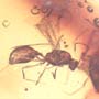 Rare Weevil, Male Ant, Biting Midge And Wasp In Dominican Amber.