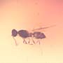 Rare Weevil, Male Ant, Biting Midge And Wasp In Dominican Amber.
